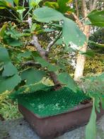 Ginkgo marcottage voor Bonsai, Tuin en Terras, Planten | Bomen, Ophalen, In pot