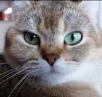 Brits korthaar - 2 herplaatsers, Poes, Gechipt, 3 tot 5 jaar