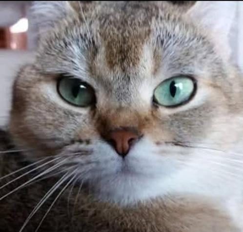 Brits korthaar - 2 herplaatsers, Dieren en Toebehoren, Katten en Kittens | Raskatten | Korthaar, Poes, 3 tot 5 jaar, Met stamboom