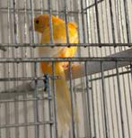 2 kanaries (mannetjes) die goed kunnen zingen, te koop., Dieren en Toebehoren, Mannelijk, Zangkanarie