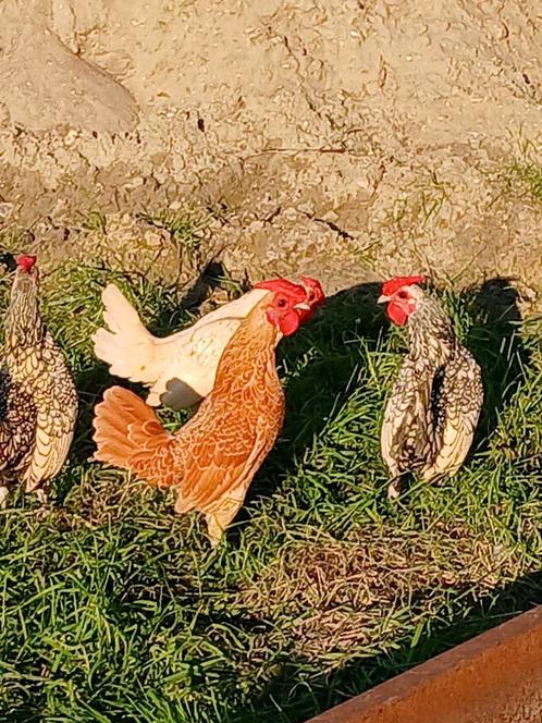 Broedeieren sebright, Dieren en Toebehoren, Pluimvee, Kip, Geslacht onbekend