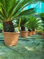 cycas revoluta, 90cm planthoogte, Tuin en Terras, Ophalen of Verzenden