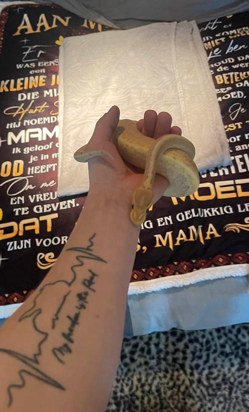 Ball Python + terrarium met alle toebehoren, Dieren en Toebehoren, Reptielen en Amfibieën, Slang, Met terrarium, Tam