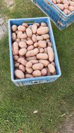 Nieuwe aardappelen, Ophalen