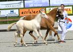 Nrps palomino merrieveulen en perlino hengstveulen, Dieren en Toebehoren, Pony's, Meerdere dieren, D pony (1.37m tot 1.48m), Gechipt