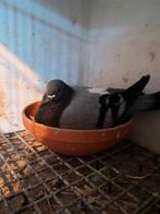 Canario kropper duivin, Animaux & Accessoires, Oiseaux | Pigeons, Boulant