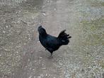 Ayam cemani hanen te koop, Dieren en Toebehoren, Mannelijk, Kip