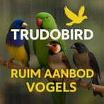 Aanbod vogels 7/5, Dieren en Toebehoren, Meerdere dieren, Tropenvogel, Geringd