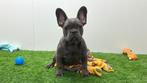 Franse Buldog pups, Dieren en Toebehoren, België, 8 tot 15 weken, CDV (hondenziekte), Bulldog
