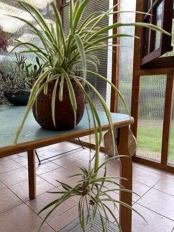 Plante zèbre - avec bébés, Plante à fleurs, Enlèvement ou Envoi, En pot, Ombre partielle