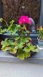Geranium in mooie pot, Tuin en Terras, Planten | Tuinplanten, Ophalen of Verzenden