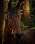 Verschillende paarden te koop, Dieren en Toebehoren, Paarden, Ruin, Met stamboom