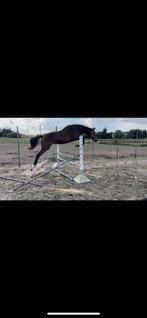 Jaarling bwp spring hengst, Dieren en Toebehoren, Hengst, Z, Ontwormd