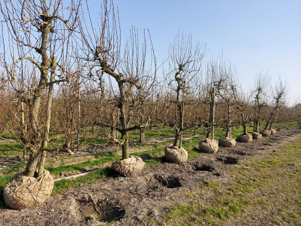 Oude Perenbomen, Tuin en Terras, Planten | Fruitbomen, Perenboom, 100 tot 250 cm, Halfschaduw, Lente, Ophalen