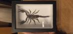 Lijst met opgezette schorpioen, dieptekader, Ophalen, Zo goed als nieuw