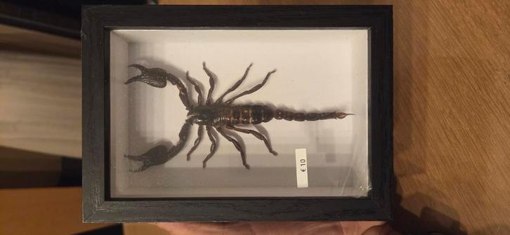 Lijst met opgezette schorpioen, dieptekader, Huis en Inrichting, Woonaccessoires | Lijsten, Zo goed als nieuw, Ophalen