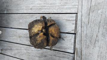 Olifantknoflook  beschikbaar voor biedingen