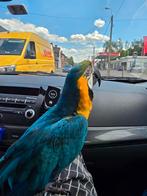 A vendre ou echange avec vehicule, Animaux & Accessoires, Oiseaux | Perruches & Perroquets