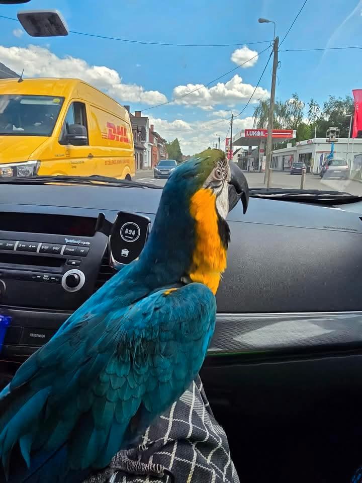 A vendre ou echange avec vehicule, Animaux & Accessoires, Oiseaux | Perruches & Perroquets