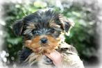 Chiots Yorkshire Terrier, Animaux & Accessoires, Parvovirose, Plusieurs, Yorkshire Terrier, Belgique