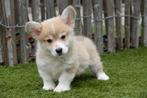 Prachtige Welsh corgi Pembroke pups, Dieren en Toebehoren, Honden | Herdershonden en Veedrijvers, België, Overige rassen, CDV (hondenziekte)
