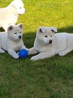 nog enkele zuiver witte akita inu pups, Dieren en Toebehoren, Honden | Poolhonden, Keeshonden en Oertypen, Particulier, Meerdere
