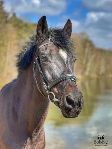 Super lieve C pony beschikbaar voor biedingen