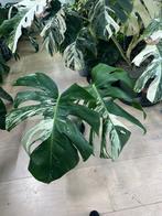 Monstera Deliciosa Albo Variegata, Huis en Inrichting, Kamerplanten, Ophalen