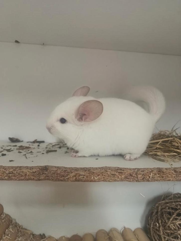 Lieve baby chinchilla vrouwtjes, Dieren en Toebehoren, Knaagdieren, Vrouwelijk, Chinchilla, Juli, Tam