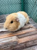 Cavia zeugje te koop, Dieren en Toebehoren, Knaagdieren, Mei, Vrouwelijk, Cavia