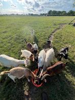Geiten, Dieren en Toebehoren, Geit
