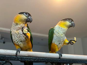 Zwartkopcaique beschikbaar voor biedingen