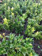 Euonymus green spire/ paloma blanca, Tuin en Terras, Ophalen, Buxus, Haag, Minder dan 100 cm