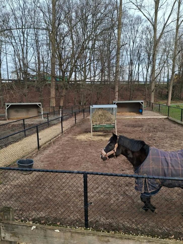 2 plaatsjes vrij voor pony's ( van mini tot kleine c pony), Dieren en Toebehoren, Pony's