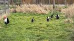 Broedeieren, Dieren en Toebehoren, Overige Dieren, Geslacht onbekend