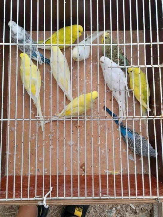 Grasparkieten, Dieren en Toebehoren, Vogels | Kanaries, Meerdere dieren