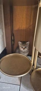 Golden Black shaded katertje, Dieren en Toebehoren, Katten en Kittens | Raskatten | Korthaar, Kater, Gechipt, 0 tot 2 jaar