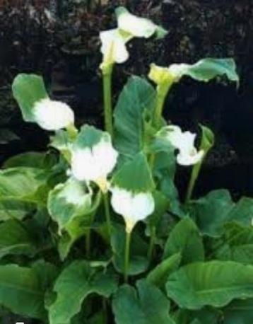 Reuzen calla , aronskelk. Wit groene variant  beschikbaar voor biedingen