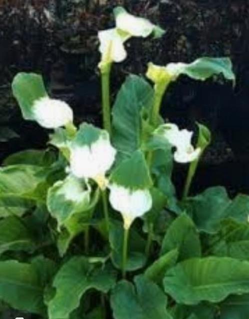 Reuzen calla , aronskelk. Wit groene variant, Tuin en Terras, Planten | Tuinplanten, Ophalen