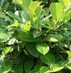 Laurier cerise, Tuin en Terras, Planten | Tuinplanten, Ophalen