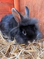 Schattig konijntje, Mannelijk