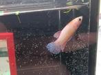 Rapunzel gold pink betta vrouw, Dieren en Toebehoren, Vis