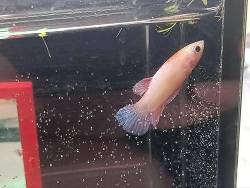 Rapunzel gold pink betta vrouw, Dieren en Toebehoren, Vissen | Aquariumvissen, Vis
