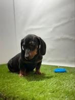 Kaninchen teckel pups, Kaninchen, 15 weken tot 1 jaar, CDV (hondenziekte), Meerdere