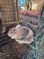 Dwergkonijn, Dieren en Toebehoren, Dwerg, 3 tot 5 jaar