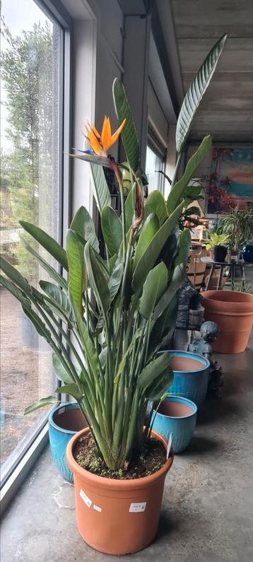 Strelitzia Reginae  beschikbaar voor biedingen