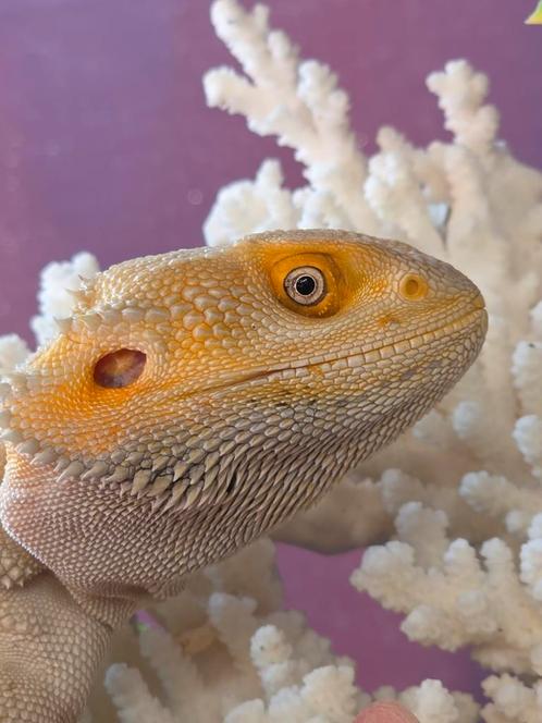 Prachtig witblits baardagaammannetje, Dieren en Toebehoren, Reptielen en Amfibieën, Hagedis, 3 tot 6 jaar, Tam