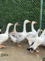 ganzen, boerenganzen grijze ganzen, Meerdere dieren, Gans of Zwaan