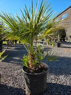 Europese dwergpalm - Chamaerops Humilis, Tuin en Terras, Planten | Tuinplanten, Ophalen, Halfschaduw