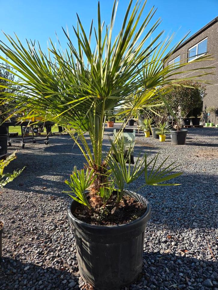 Europese dwergpalm - Chamaerops Humilis, Tuin en Terras, Planten | Tuinplanten, Halfschaduw, Ophalen